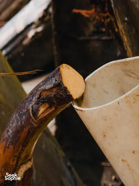 Sap dripping from a cut palm trunk into a pale bucket at Tanoti Crafts, part of the palm sugar making in Kuching