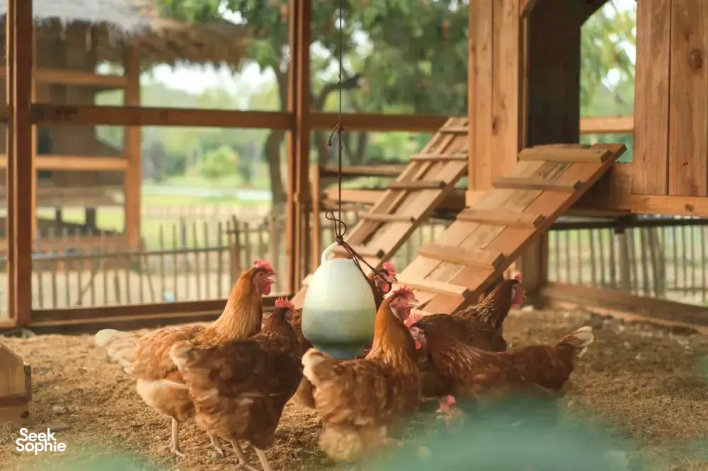 Seek Sophie option picture