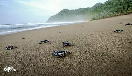 5D4N Bromo, Tumpak Sewu, Ijen + Rare Turtle Sanctuary Visit