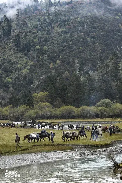 Long line of pack animals and riders walking beside a river through grassy meadows and forests on a nomadic caravan route in Shangri‑La