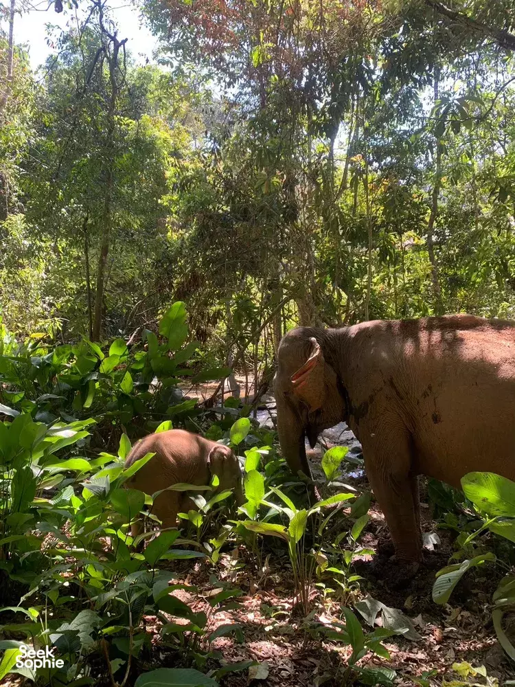 Seek Sophie option picture