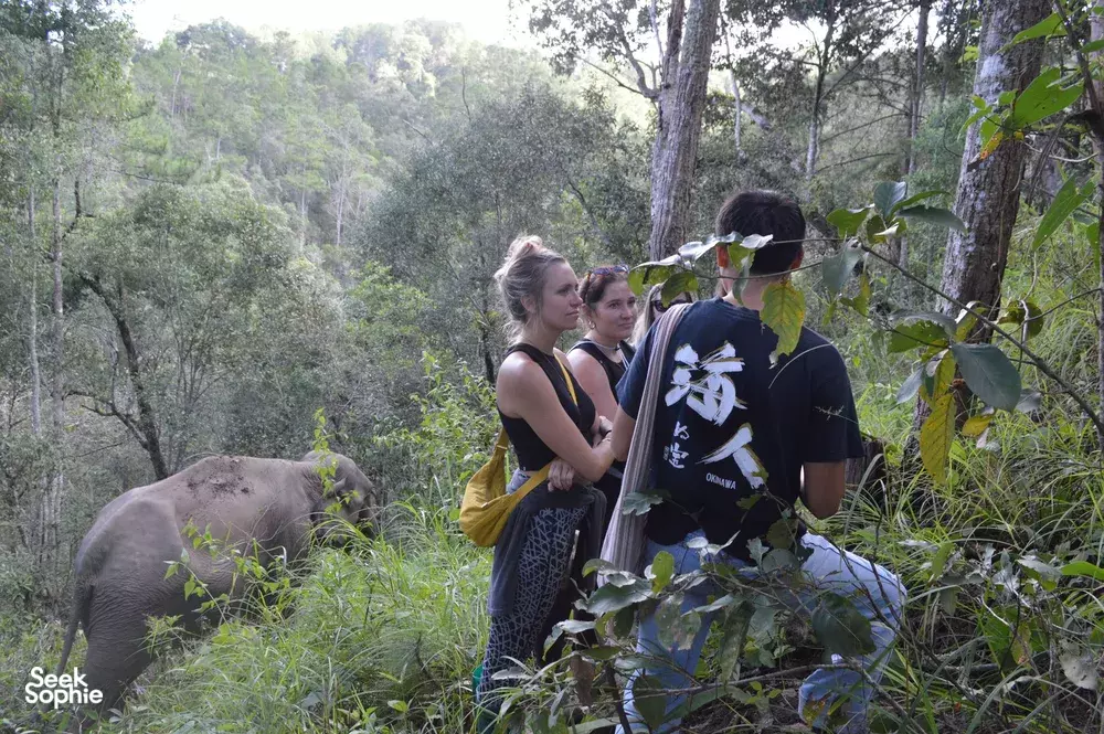 Seek Sophie option picture