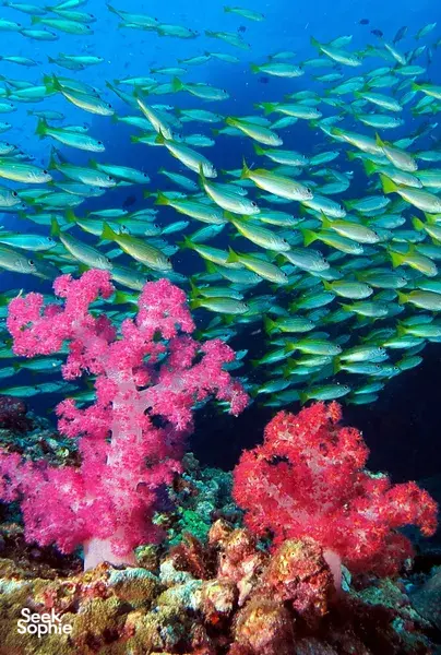 4D3N Scuba Liveaboard in North Andaman with Comfy AC Cabins | 10 Dives