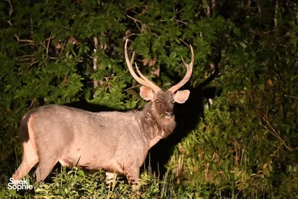 Antlered deer grazing in leafy scrub during Wildlife Safari Thailand’s wildlife trek in Khao Yai National Park at dusk