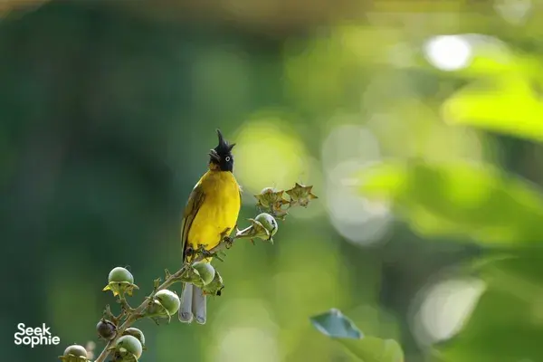 Yellow and black songbird perched on flowering twigs in Khao Yai forest for an expert private bird-watching tour