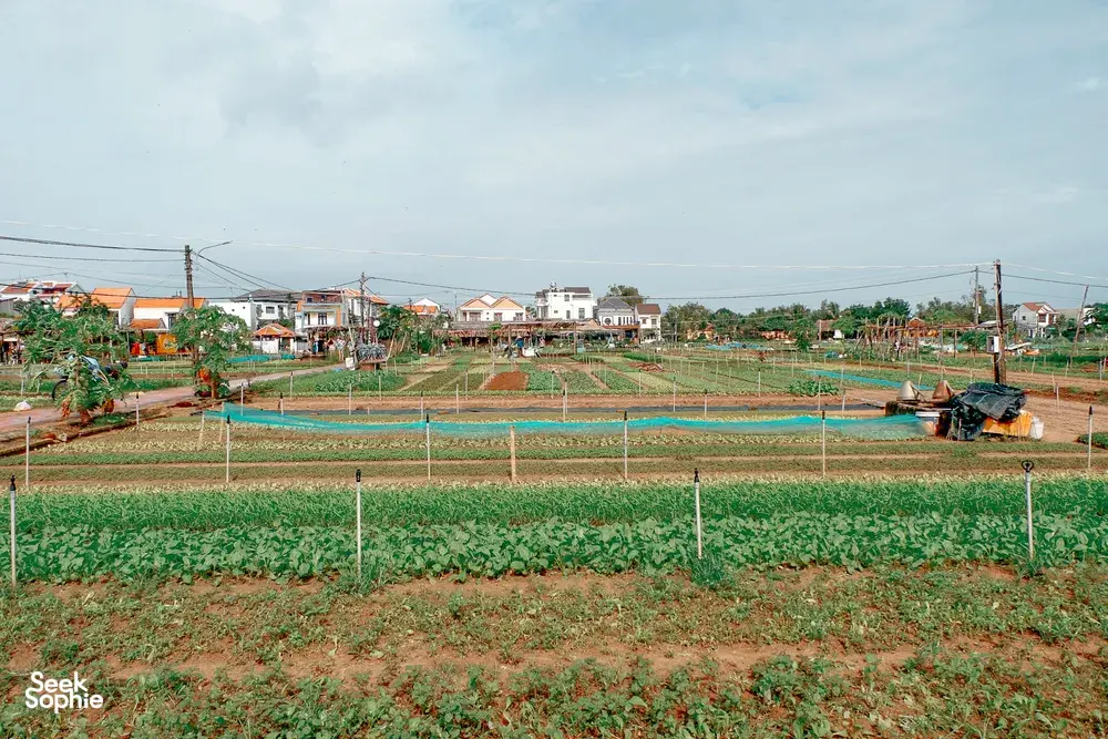 Seek Sophie option picture