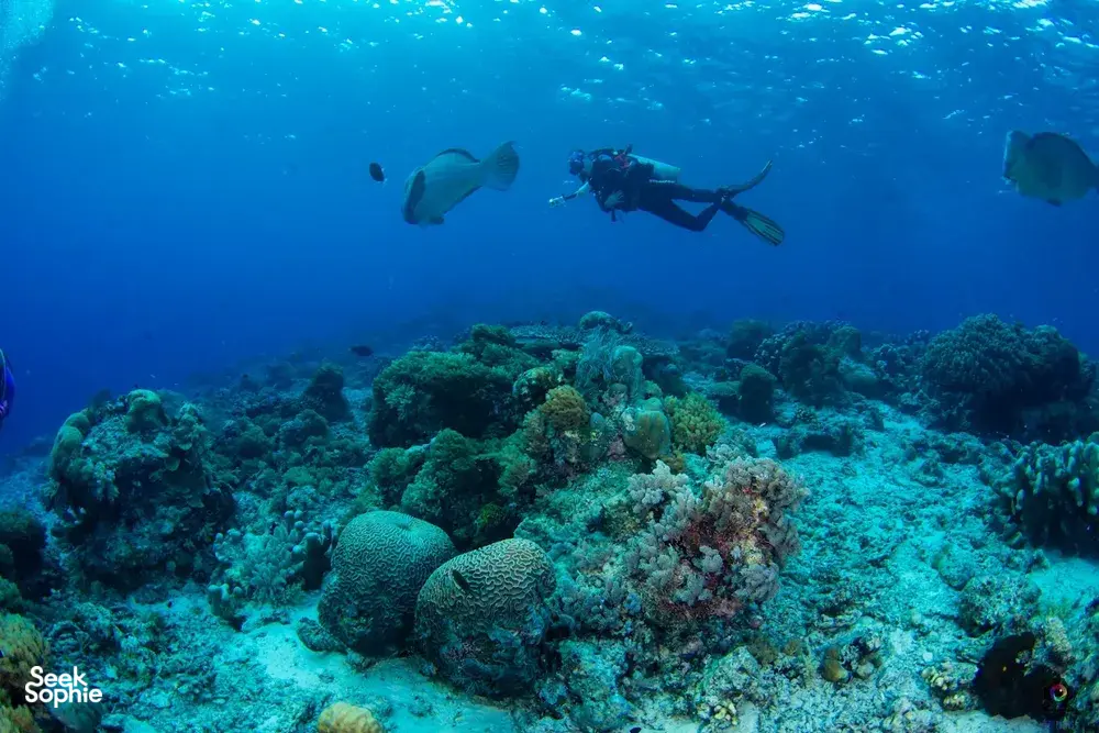 Diver gliding above a colourful coral house reef on a Seaventures offshore rig stay near Semporna, Sipadan dives