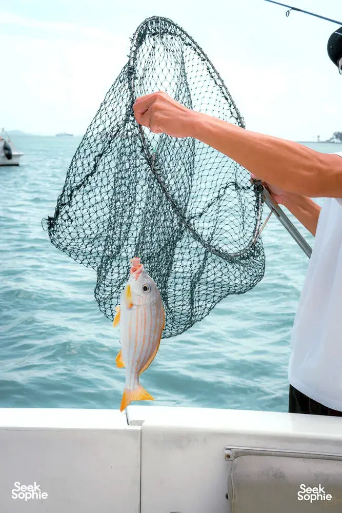 Seek Sophie option picture