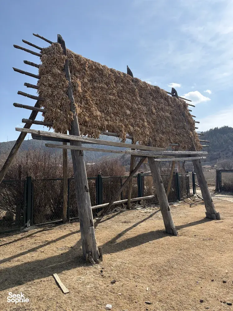 Rows of dried thatch and hay hanging on rustic wooden racks outside a valley campsite near Shangri-La on a trek
