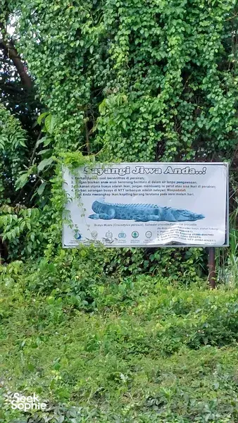 Kehijauan hutan bakau yang subur di Labuan Bajo, dengan papan maklumat tentang ekosistem tempatan semasa lawatan berpandu bersama La Famille