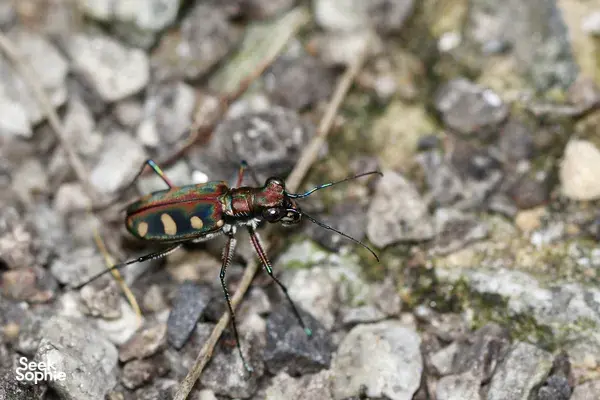 Discover Singapore's Hidden Insects with an Expert Entomologist