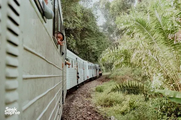 Train carriage with passengers peering out beside dense rainforest on an Xtreme Paddlers jungle train in Sabah, Kota Kinabalu