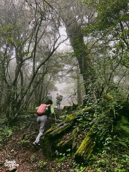 Hikers trekking through a misty, moss-covered forest trail, walking onward on the Jade Dragon Snow Mountain hike
