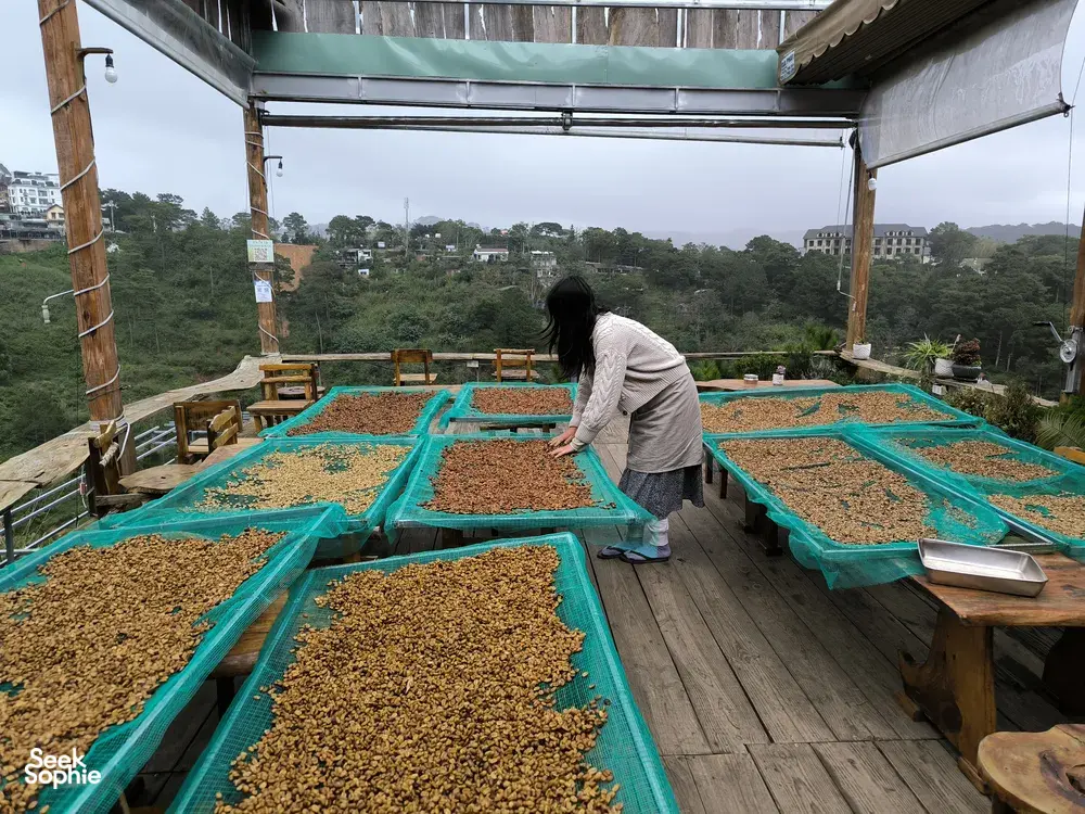 Seek Sophie option picture