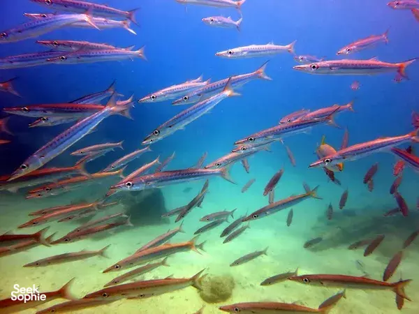 2 Fun Dives in Kenting **at the shore