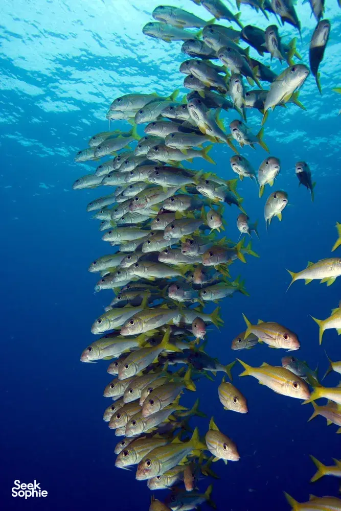 Seek Sophie option picture