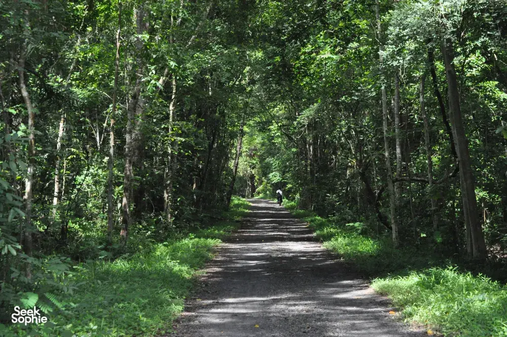 Lush Cat Tien rainforest trail with tall trees and a traveller walking down the dirt path on a guided eco tour