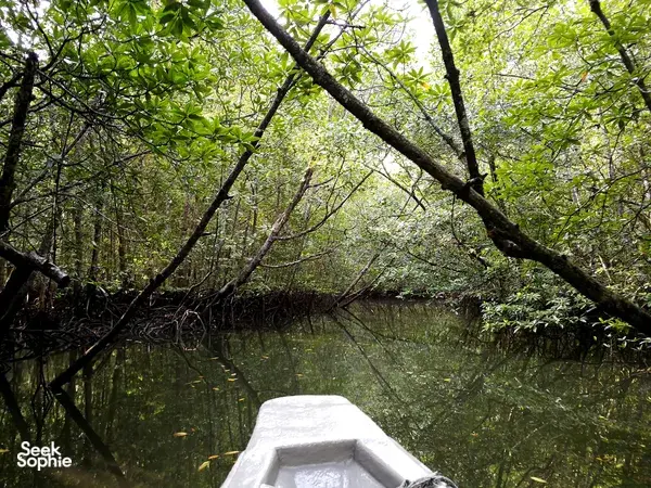 Boat bow in the foreground framed by dense mangrove branches over a calm creek in Kilim Geoforest, Langkawi, at sunset