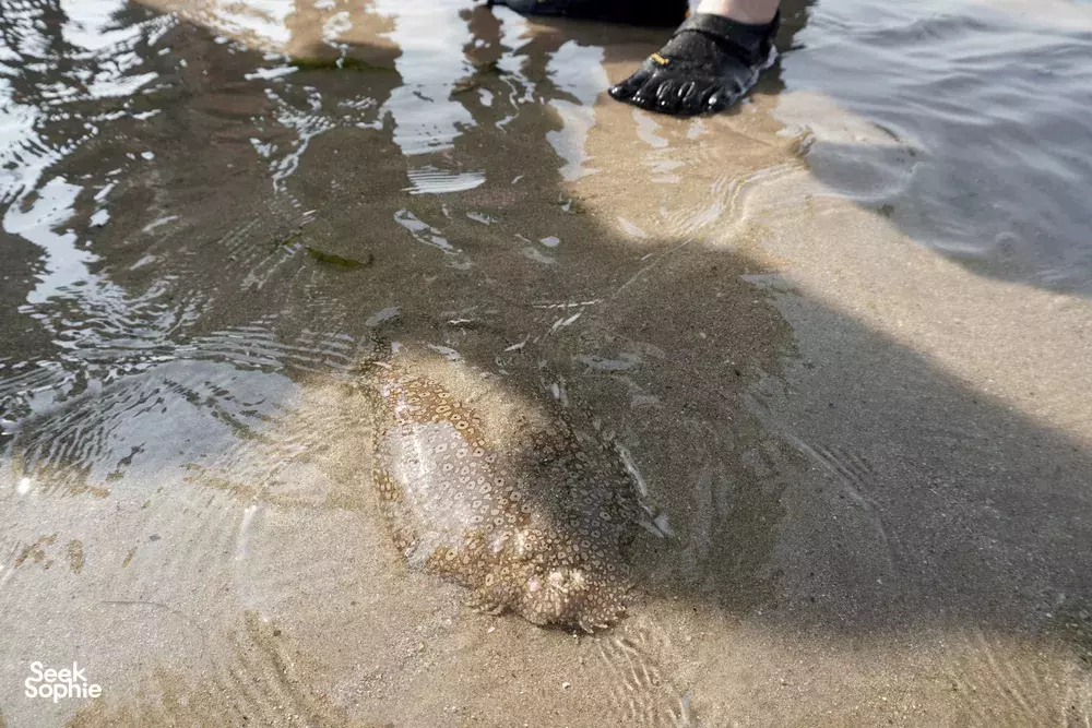 Seek Sophie option picture