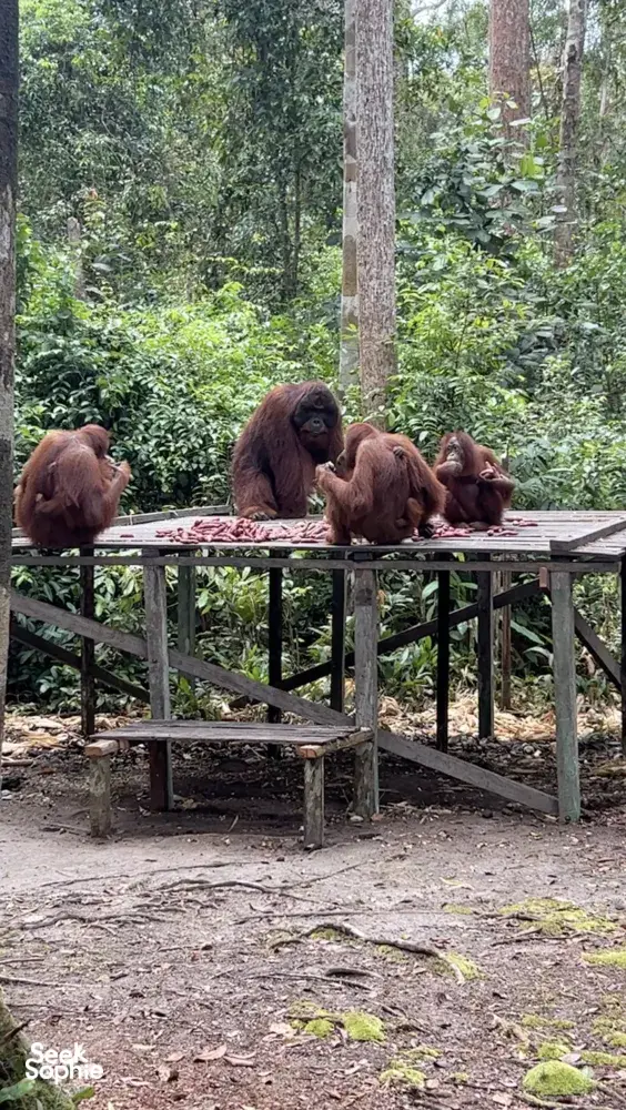 Seek Sophie option picture