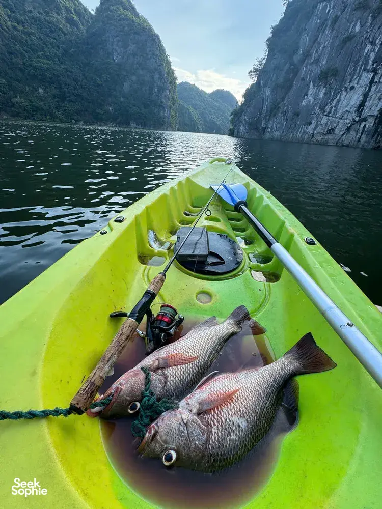 Seek Sophie option picture