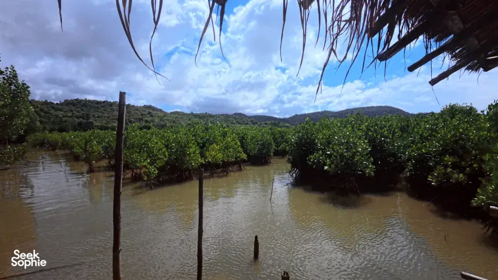 Deretan pokok bakau di sepanjang sungai berlumpur, dilihat dari atas bot berhampiran bumbung rumbia yang berjuntai, di laluan air yang tenang di Labuan Bajo