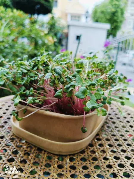Microgreens sprouting in a wooden tray at Urban Green Dot’s hands-on grow-your-own microgreens workshops in Singapore