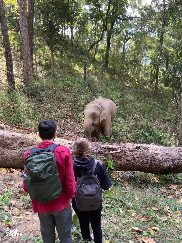 Seek Sophie option picture