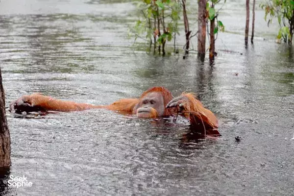 4D3N Tanjung Puting River Safari | Visit an Orangutan NGO