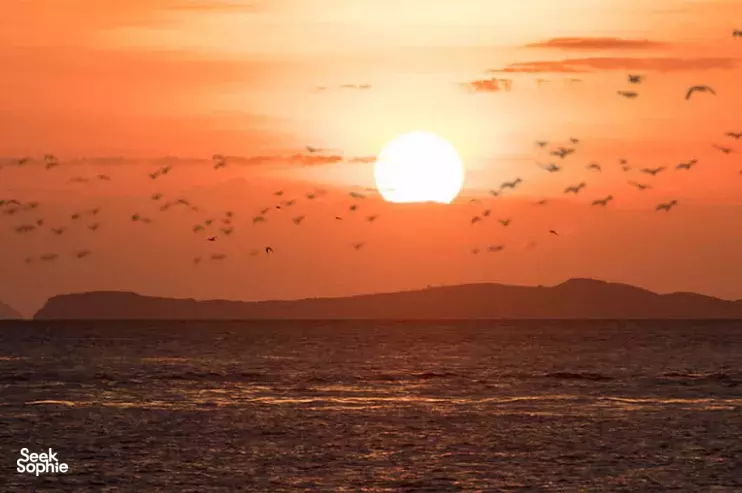 Seek Sophie option picture