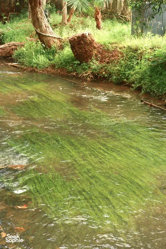 Clear shallow stream with green algae and stones winding through a leafy garden in Lijiang, peaceful during the local stroll