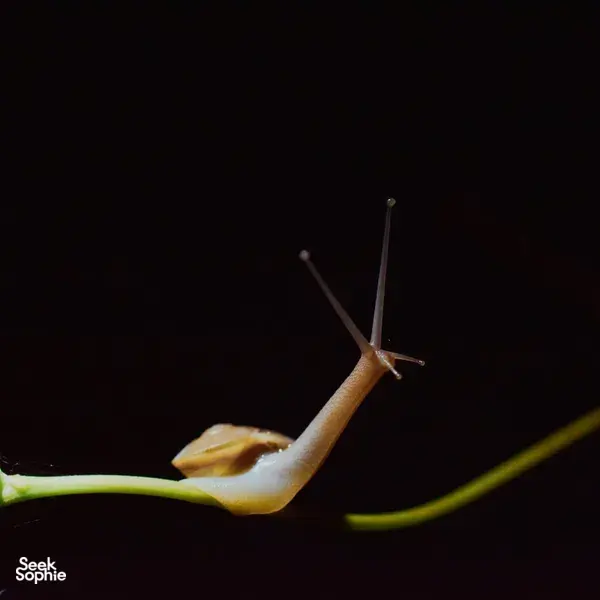 Hidden Jungle Night Walk in Phong Nha's Rainforest