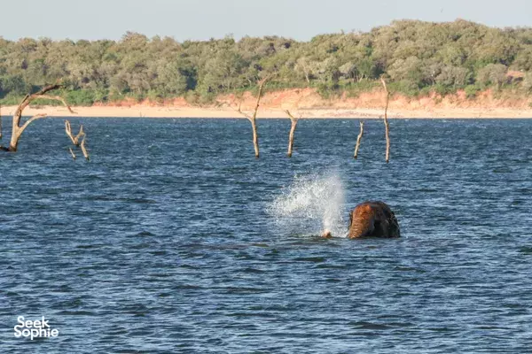 Kaudulla National Park | Morning Safari