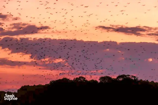Twilight sky with an orange-pink glow and a large flock of birds flying above dark treetops during a Komodo cruise — Komodo Island