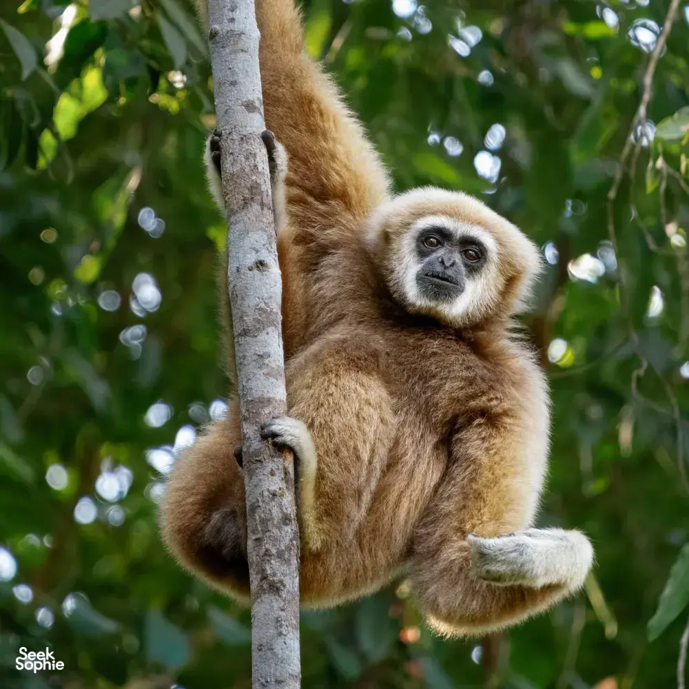 Wild gibbon clinging to a tree in Khao Yai National Park forest during a wildlife trekking day trip