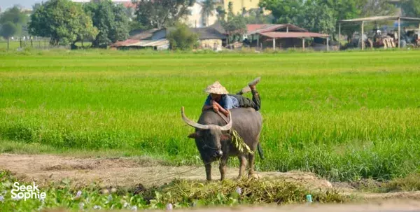 Hidden Hoi An Villages by Vespa | With Local Lunch