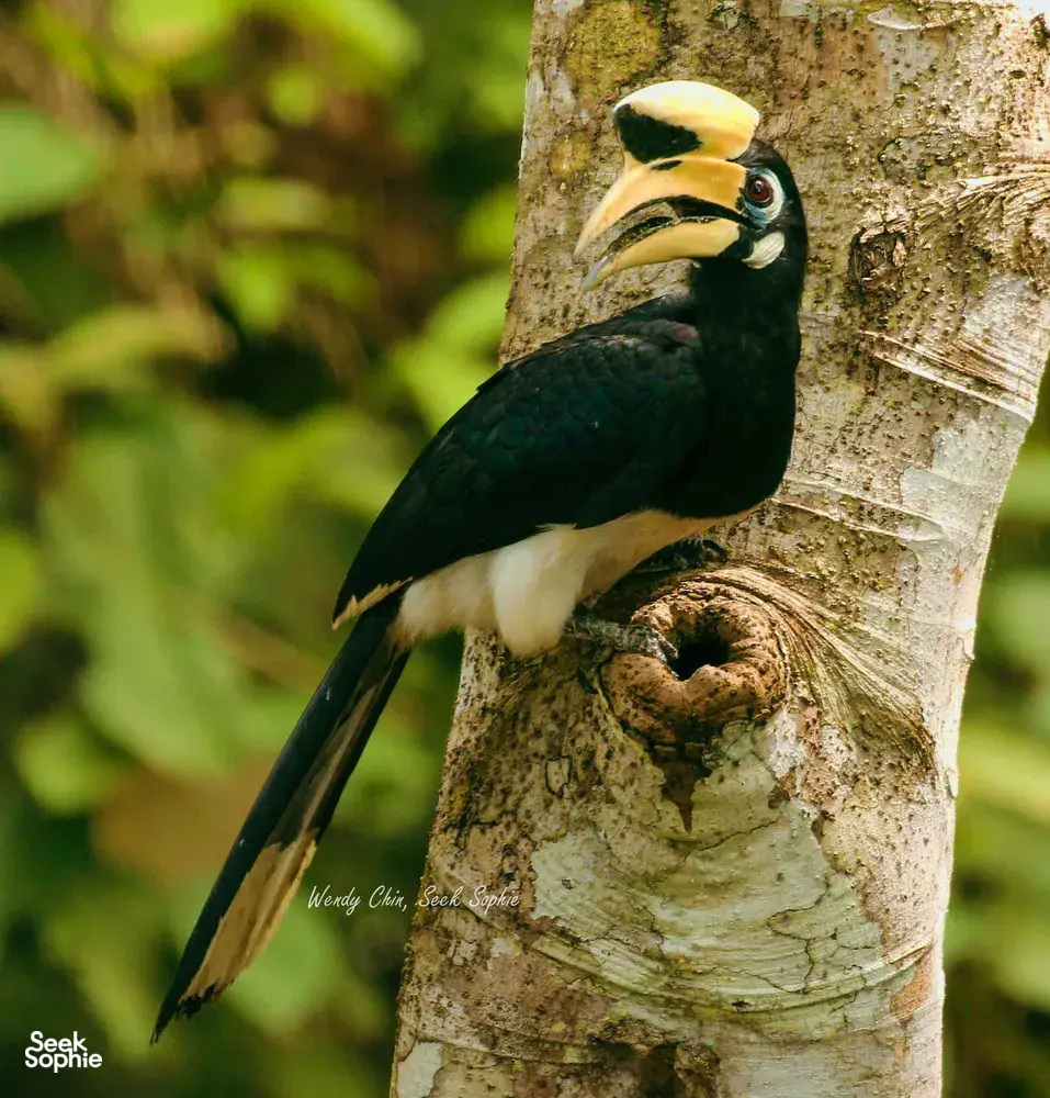 Hornbill perched on a tree trunk in Langkawi’s rainforest during a birdwatching nature walk with a naturalist guide