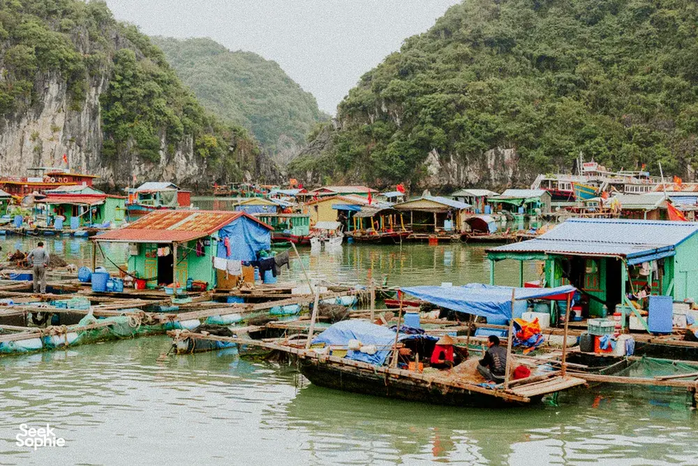 Seek Sophie option picture