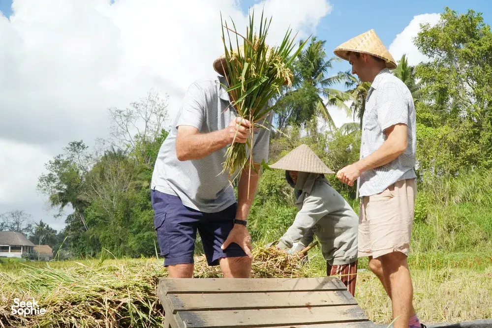 Seek Sophie option picture