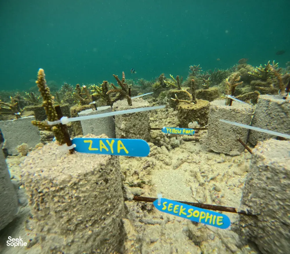 Underwater view of coral nursery blocks with small coral colonies growing on a protected reef structure on Komodo Island