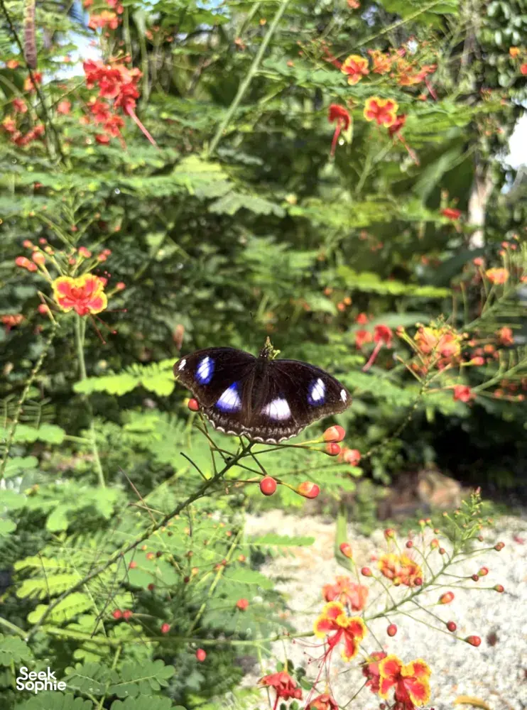 Butterfly with blue wing spots resting on a flowering shrub in Kebun Lidstari permaculture gardens on Langkawi, Malaysia