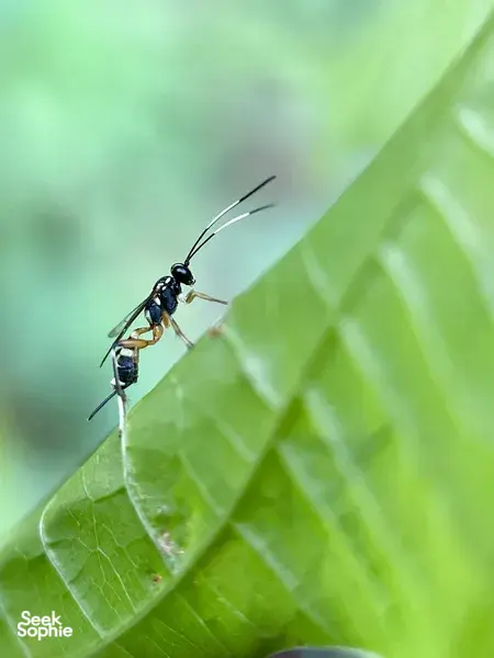 Discover Singapore's Hidden Insects with an Expert Entomologist