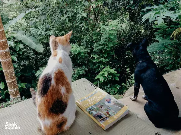 Cats resting on a lodge veranda in Sri Lanka, watching a bird-watching guide on the table beside surrounding jungle greenery