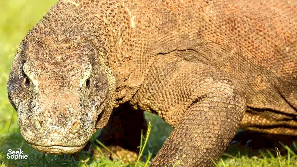 Side profile close-up of a Komodo dragon on green grass during a Labuan Bajo wildlife encounter featuring Komodo dragons