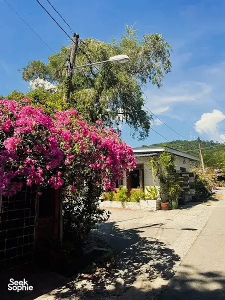Sunny walkway in Langkawi village lined with pink bougainvillea, potted plants and a small rustic building