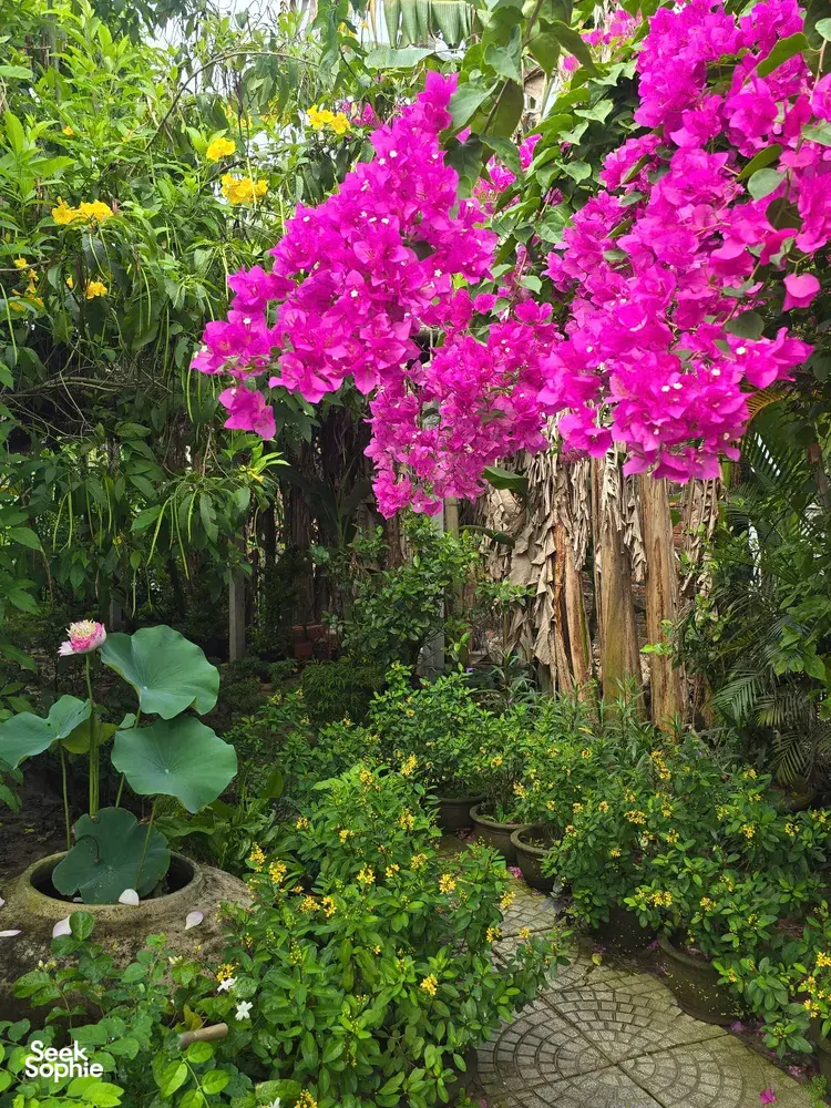 Seek Sophie option picture