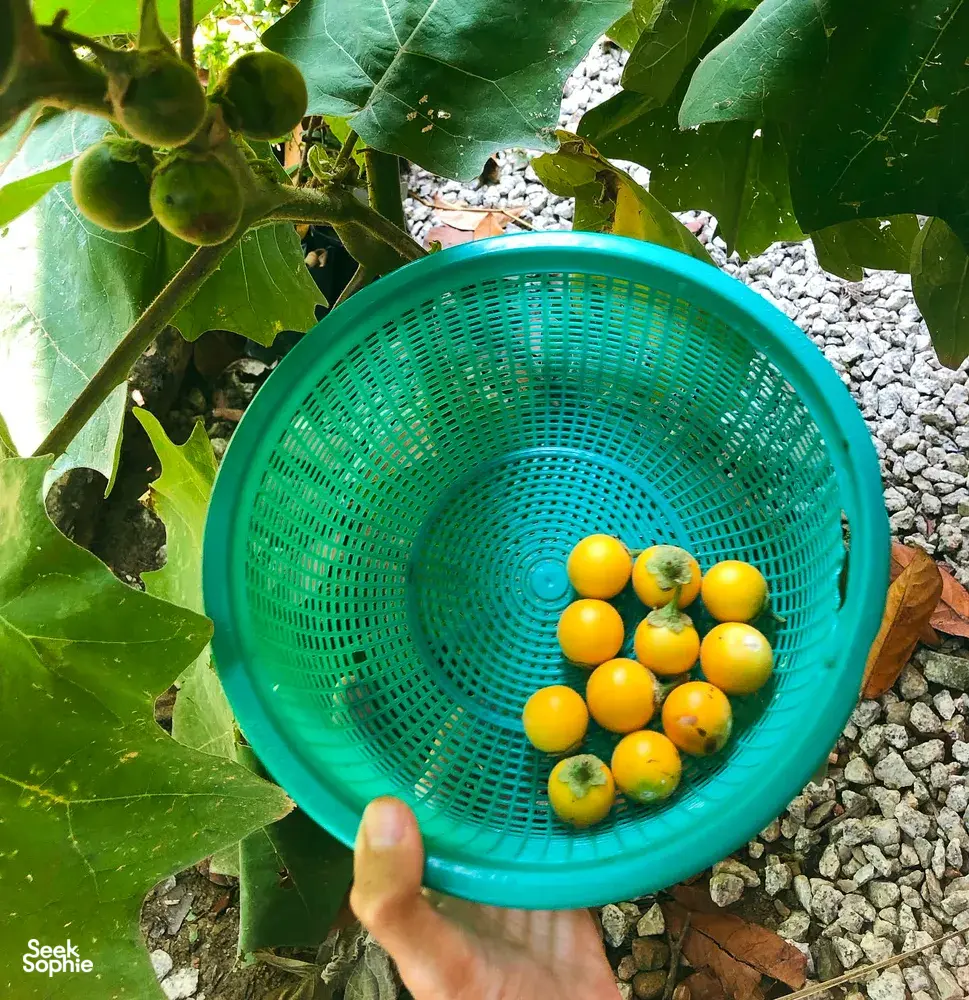 Handful of ripe yellow fruits in a green basket at Kebun Lidstari permaculture farmstay, Langkawi, among broad leaves