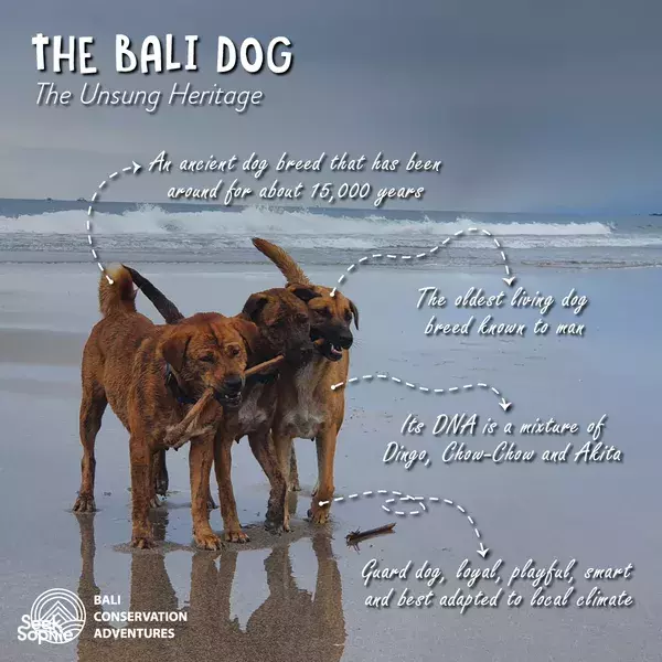 Save Bali's Dogs at Local Animal Shelter
