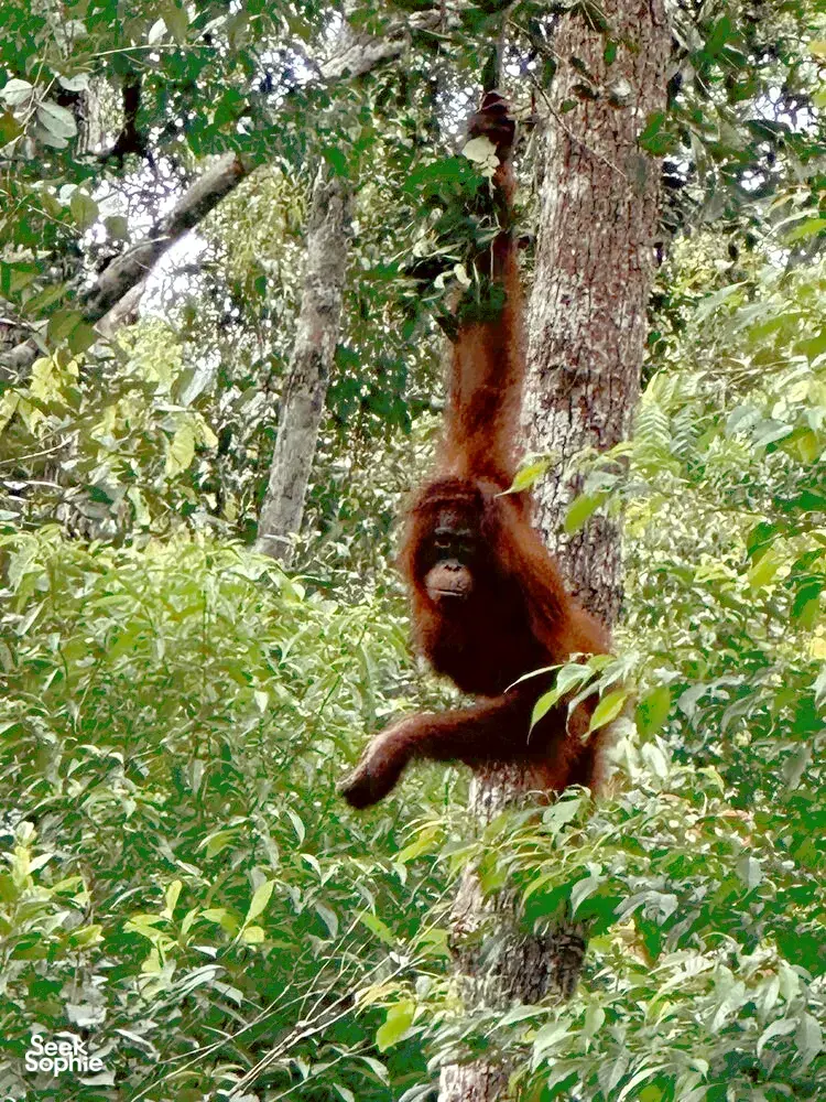 Seek Sophie option picture