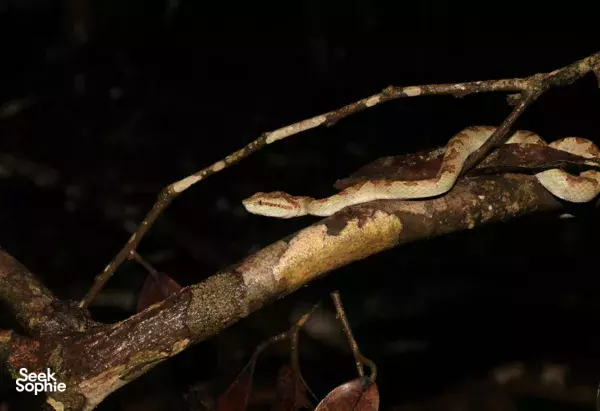 Khao Sok Night Safari with a Jungle Expert Guide